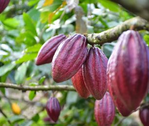 Cacao và socola khác nhau như thế nào?