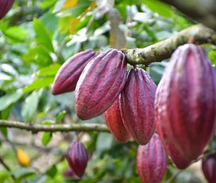 Quy trình sản xuất các loại Socola đen ngon tại SHE Chocolate